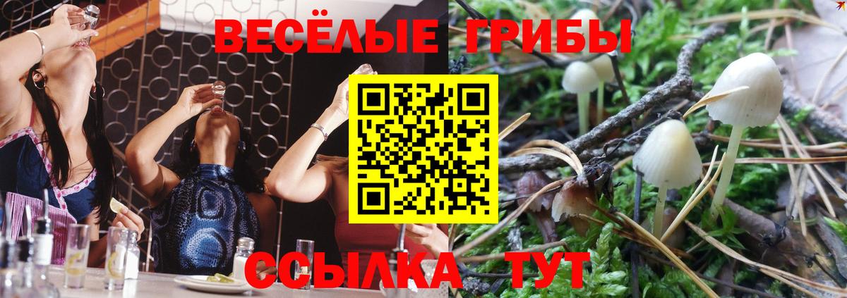 Псилоцибиновые грибы Psilocybe  Вход с VPN  Вязники 
